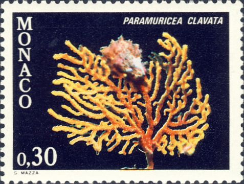 Paramuricea clavata