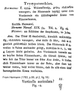 Ecclissa hermanni - Original description image