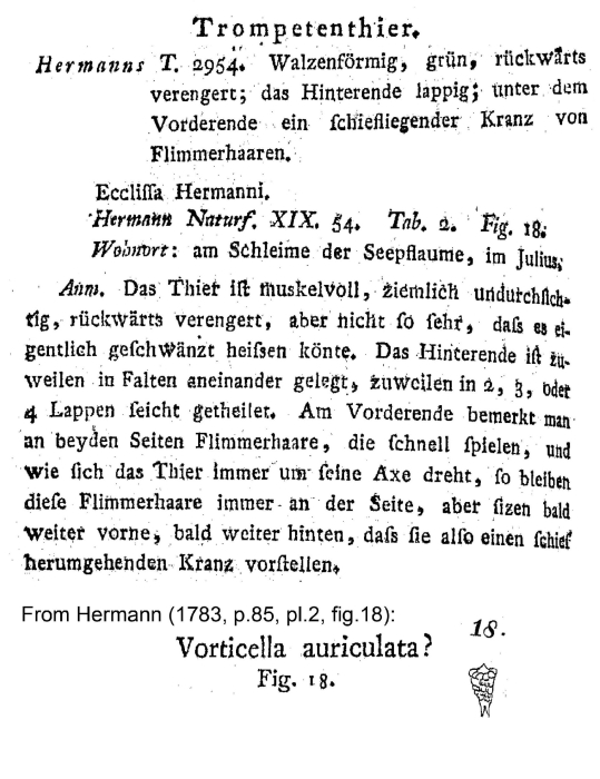 Ecclissa hermanni - Original description image