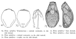 Elosa spinifera