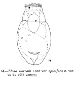 Elosa spinifera - Original description image