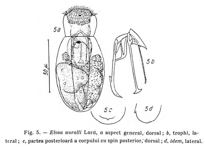 Elosa worrallii