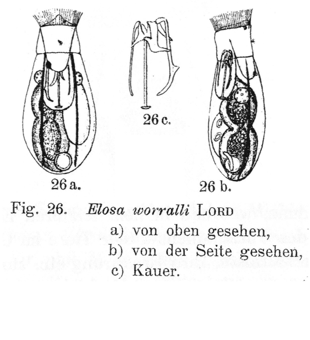 Elosa worrallii