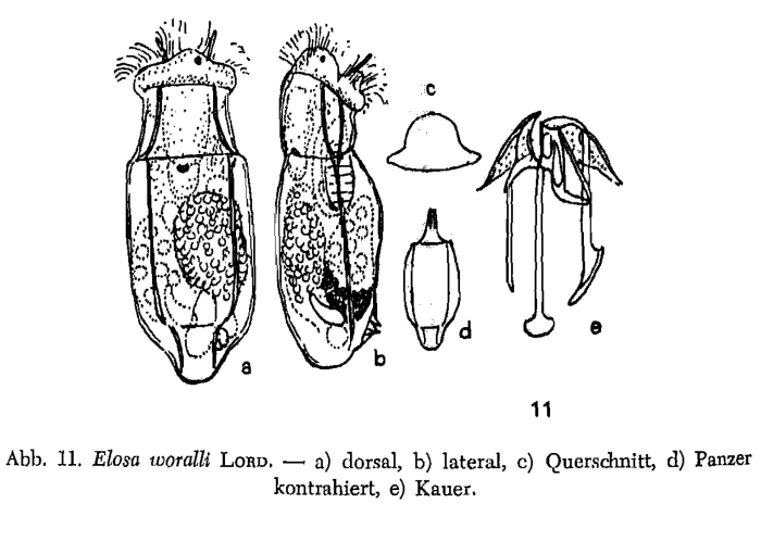 Elosa worrallii