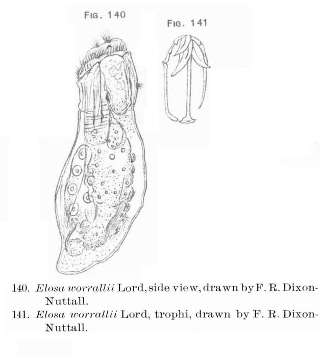 Elosa worrallii