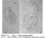 Elosa worrallii