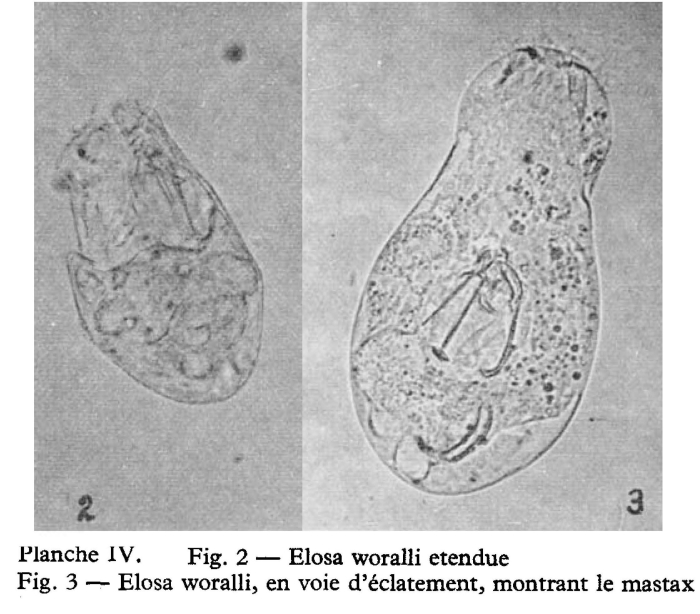 Elosa worrallii