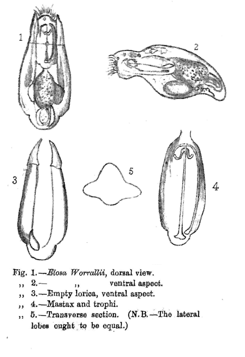 Elosa worrallii