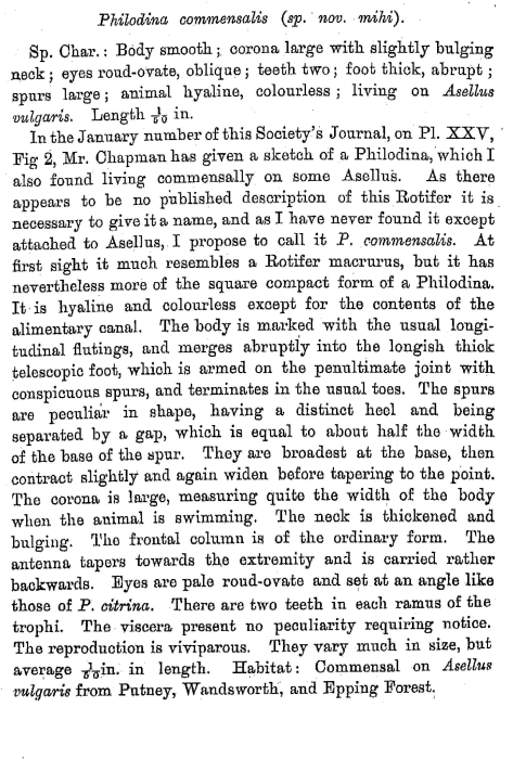 Embata commensalis - Original description image