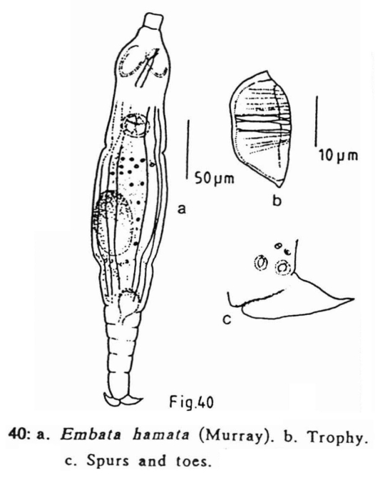 Embata hamata