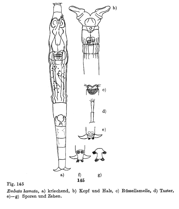 Embata hamata