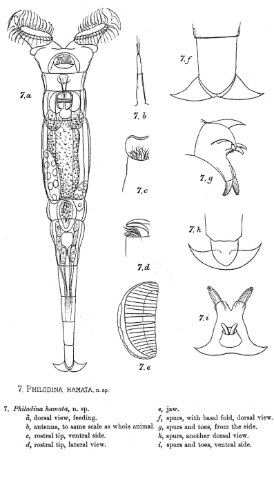 Embata hamata - Original description image