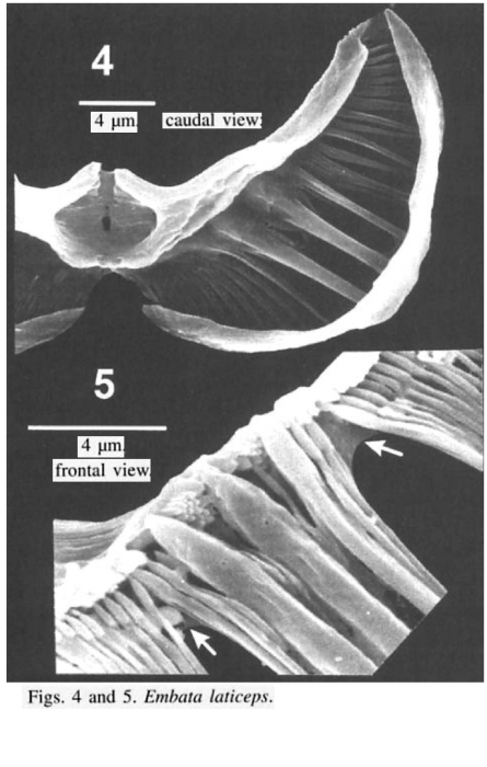 Embata laticeps