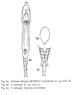 Embata laticeps