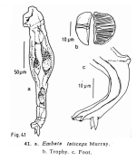 Embata laticeps