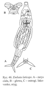Embata laticeps