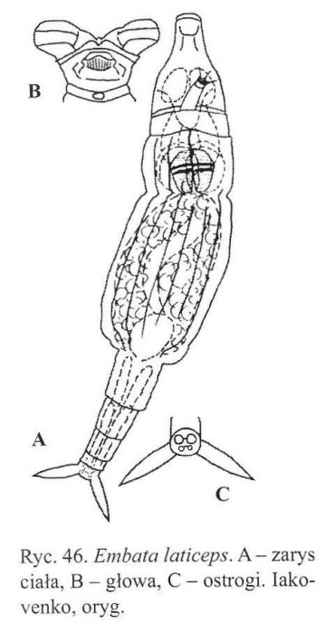 Embata laticeps Embata laticeps