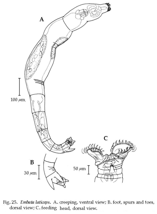 Embata laticeps Embata laticeps