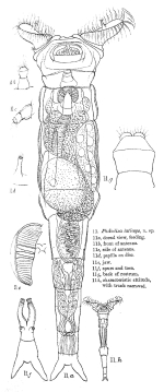 Embata laticeps - Original description image