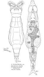 Embata laticornis - Original description image