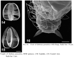 Embata parasitica
