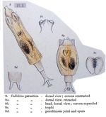 Embata parasitica