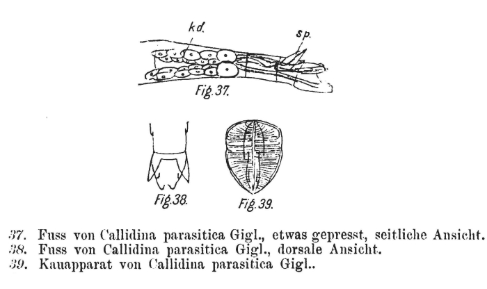 Embata parasitica Embata parasitica