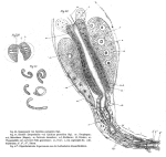 Embata parasitica
