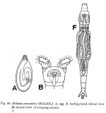 Embata parasitica