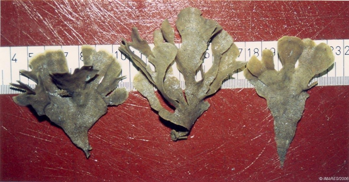 Flustra foliacea (Linnaeus, 1758) Flustra foliacea (Linnaeus, 1758)