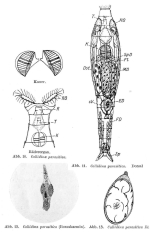 Embata parasitica