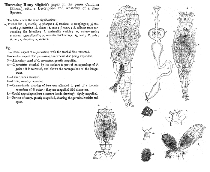 Embata parasitica - Original description image