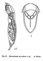 Encentrum acrodon - Original description image