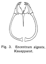 Encentrum algente