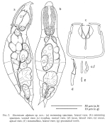 Encentrum alpinum - Original description image
