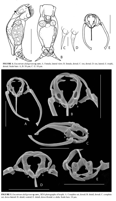 Encentrum aluligerum - Original description image