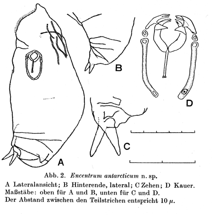 Encentrum antarcticum - Original description image
