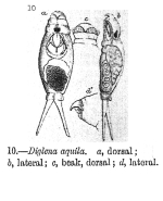 Encentrum aquila - Original description image