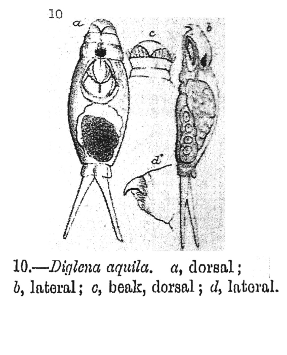 Encentrum aquila - Original description image
