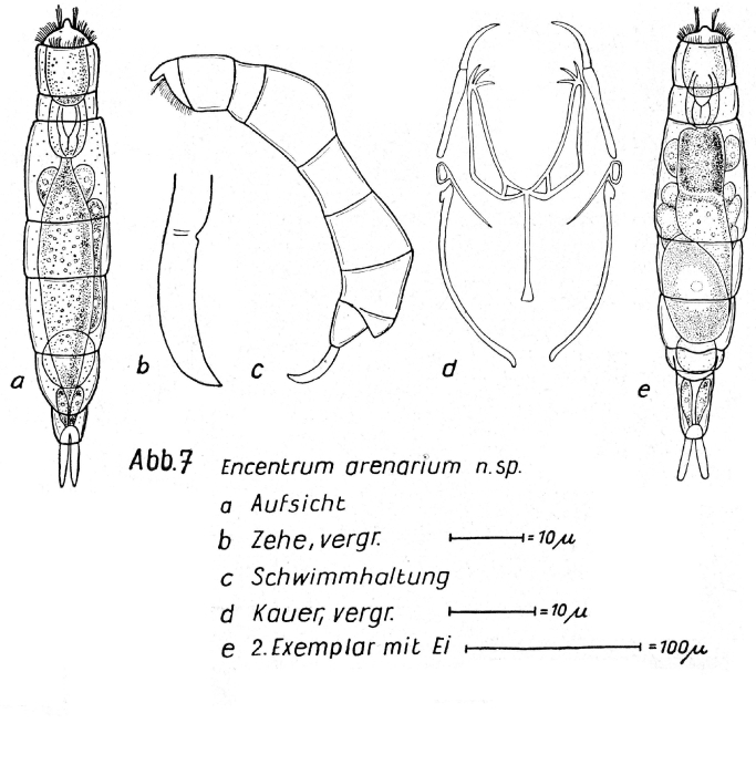 Encentrum arenarium - Original description image