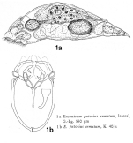 Encentrum armatum