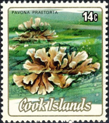 Pavona praetorta Pavona praetorta