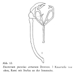 Encentrum armatum