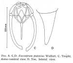 Encentrum armatum