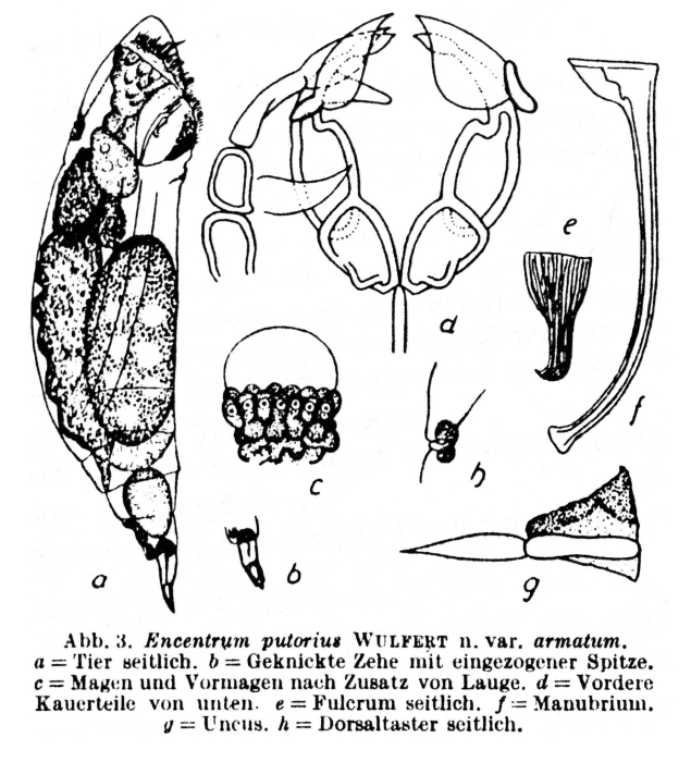 Encentrum armatum - Original description image