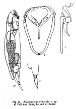 Encentrum arvicola - Original description image