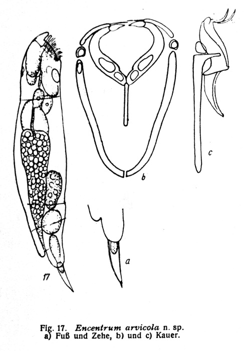 Encentrum arvicola - Original description image