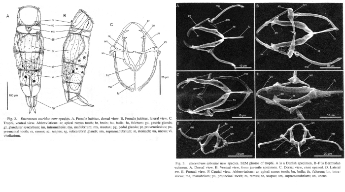 Encentrum astridae - Original description image