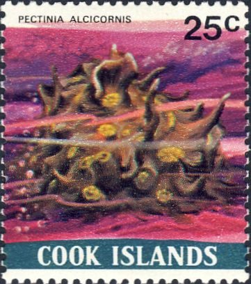Pectinia alcicornis Pectinia alcicornis