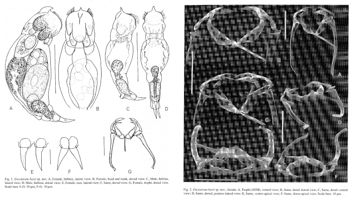 Encentrum barti - Original description image